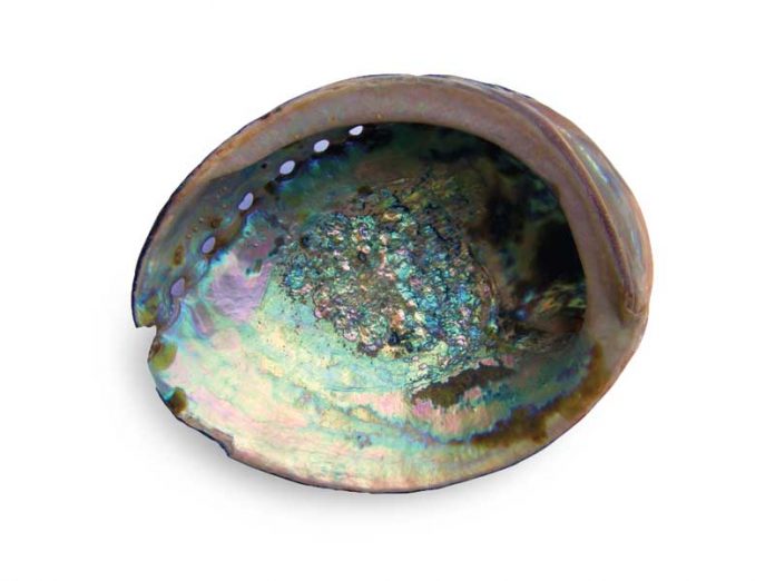 abalone-mother-of-pearl