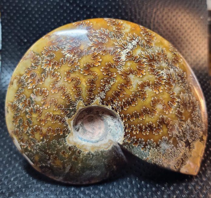 fossil-ammonite