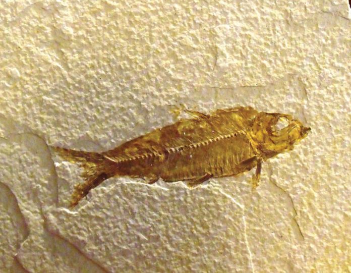 where-to-find-fossil-fish