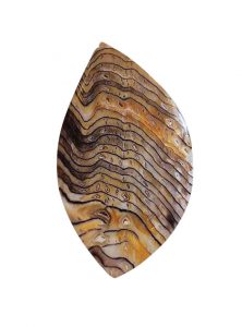 hells-canyon-petrified-wood