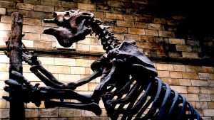 Megatherium fossil