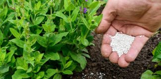 rocks-minerals-in-plant-growth