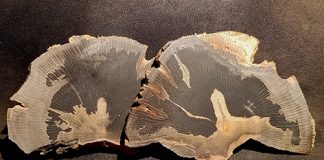 sycamore-petrified-wood